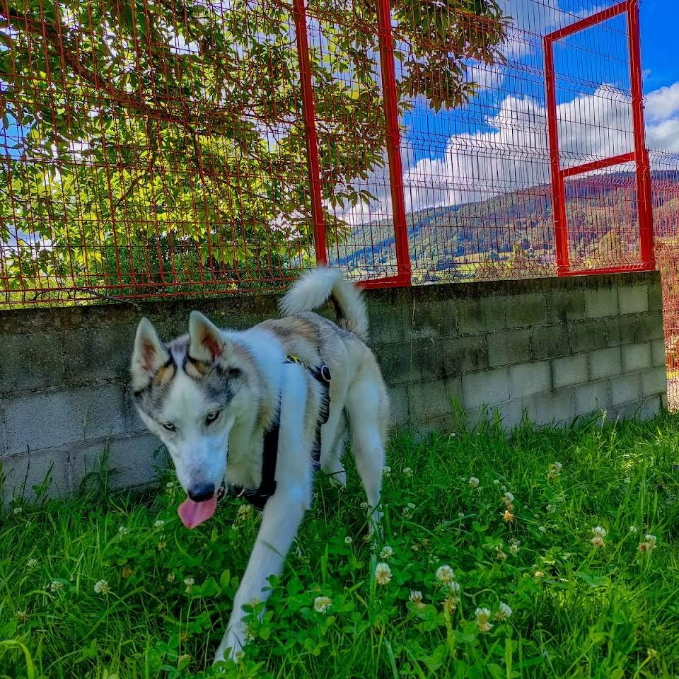 residencia canina red garden