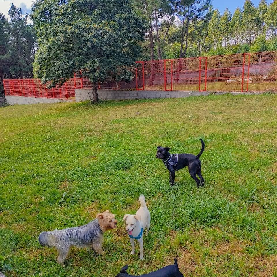 residencia canina red garden