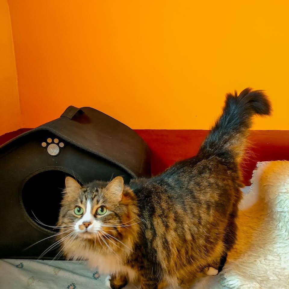 residencia canina red garden