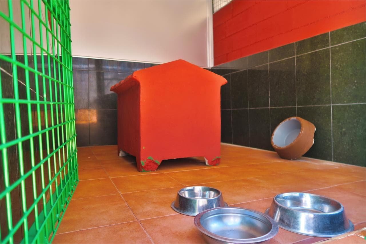 centro canino daponte