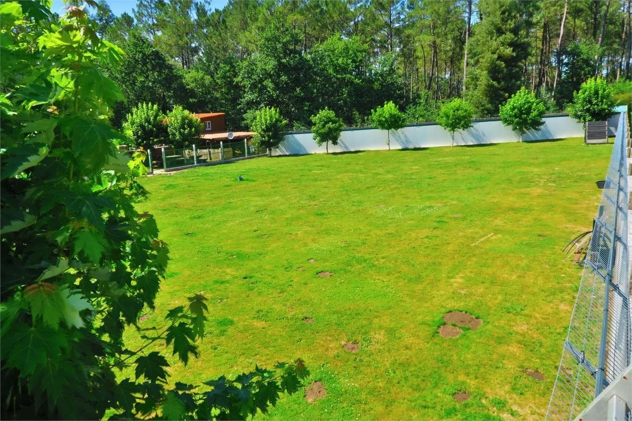 centro canino daponte