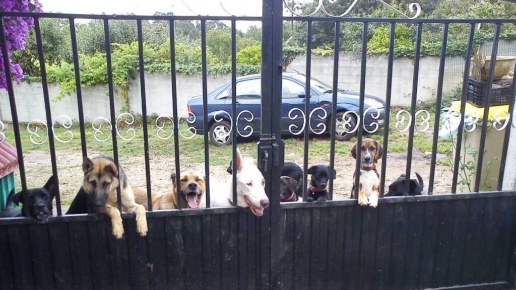 residencia canina o lar do can