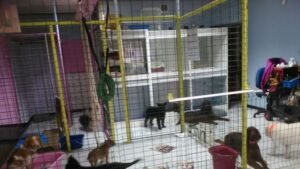 residencia canina mis mascotas