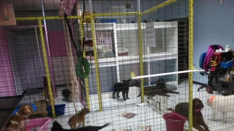 Residencia Canina Mis Mascotas – residencia canina en A Coruña