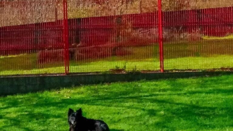 Residencia Canina Red Garden – residencia canina en A Coruña