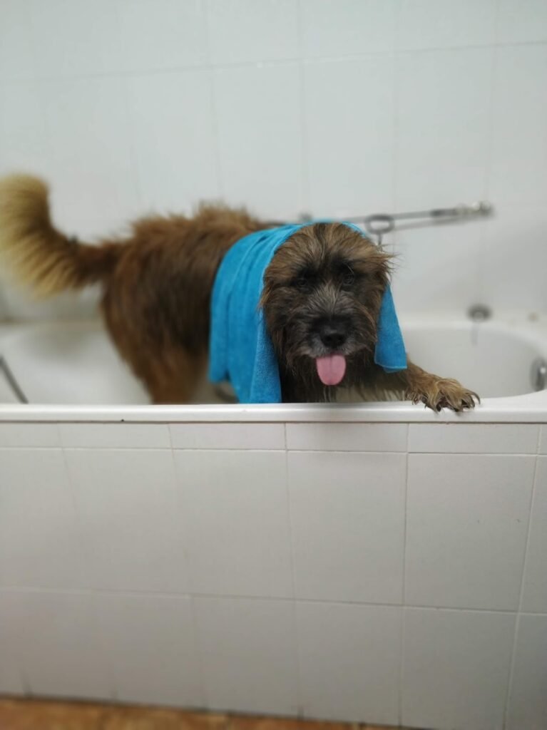 residencia canina veiga do ulla