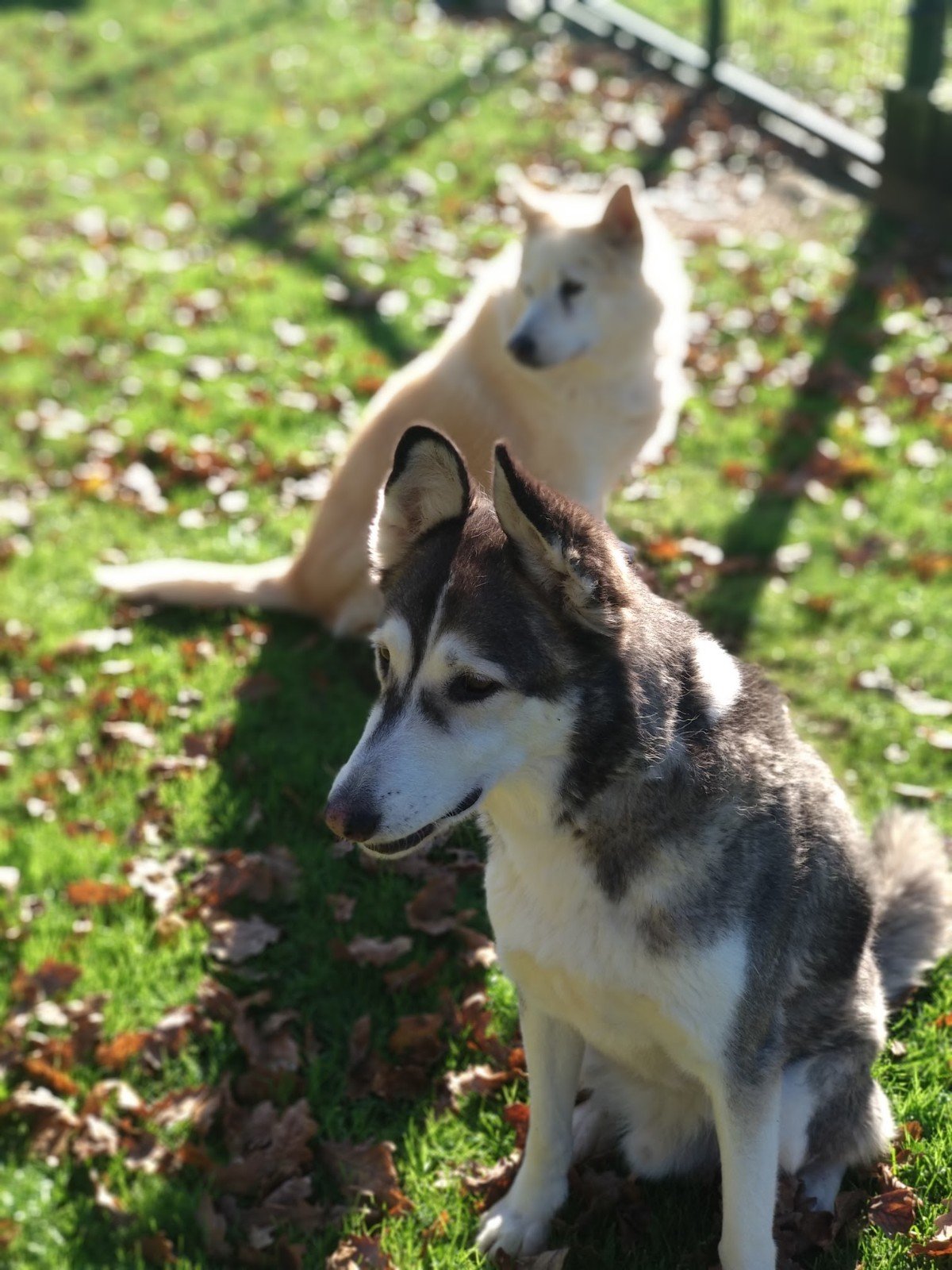 residencia canina veiga do ulla
