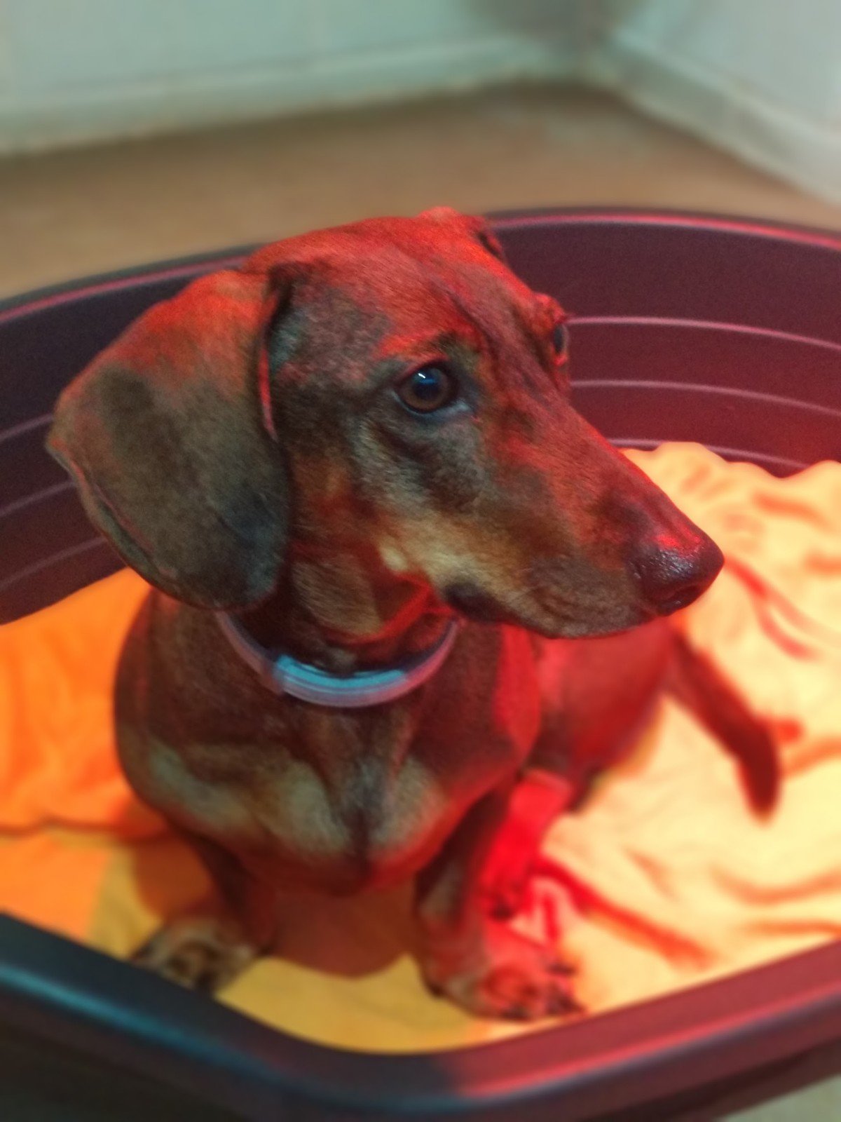 residencia canina veiga do ulla