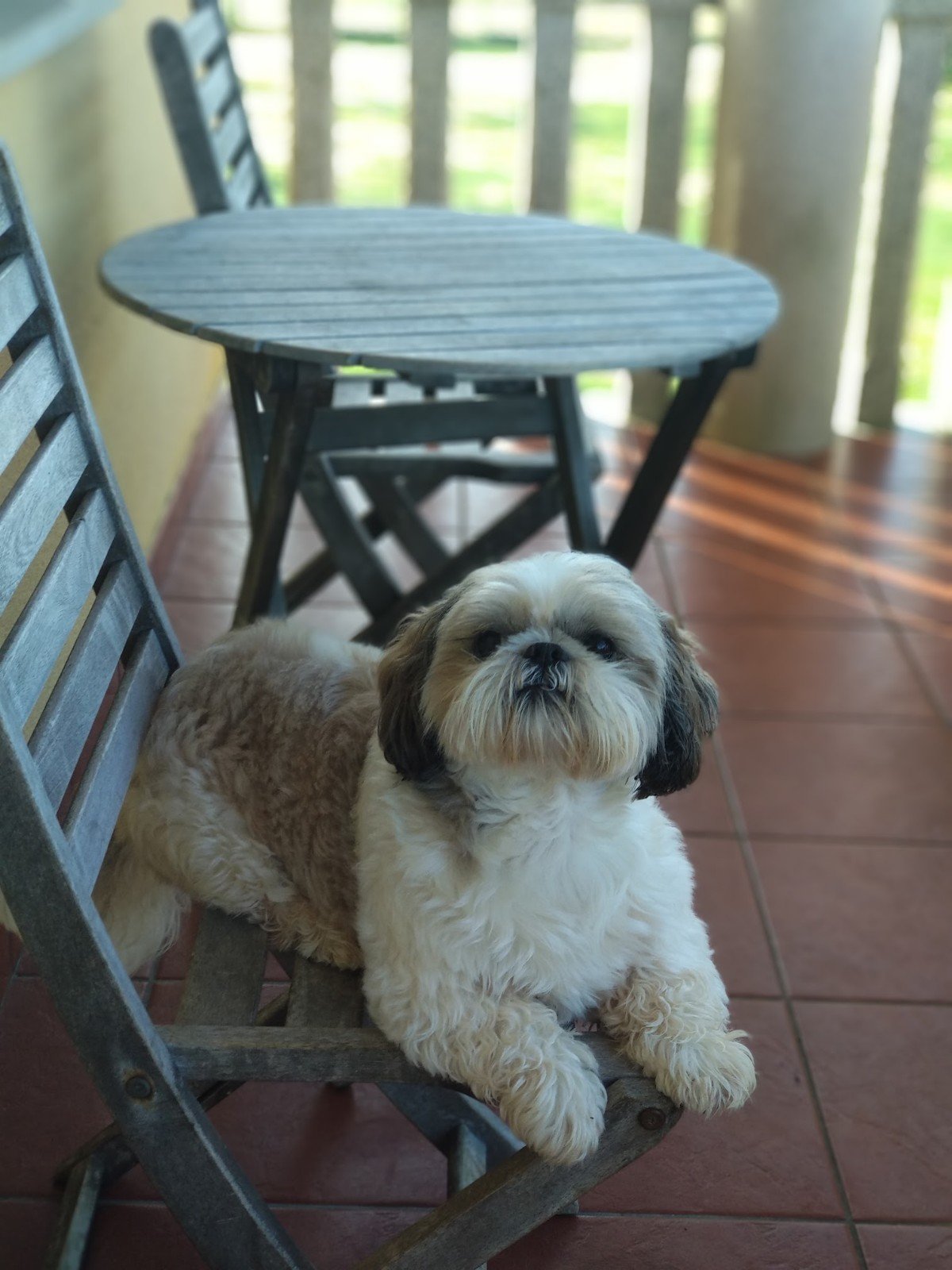 residencia canina veiga do ulla