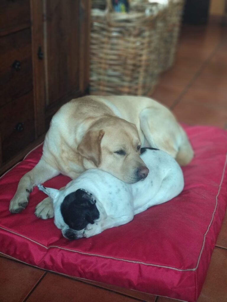 residencia canina veiga do ulla