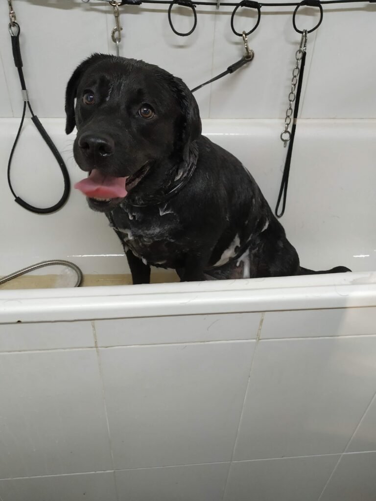residencia canina veiga do ulla