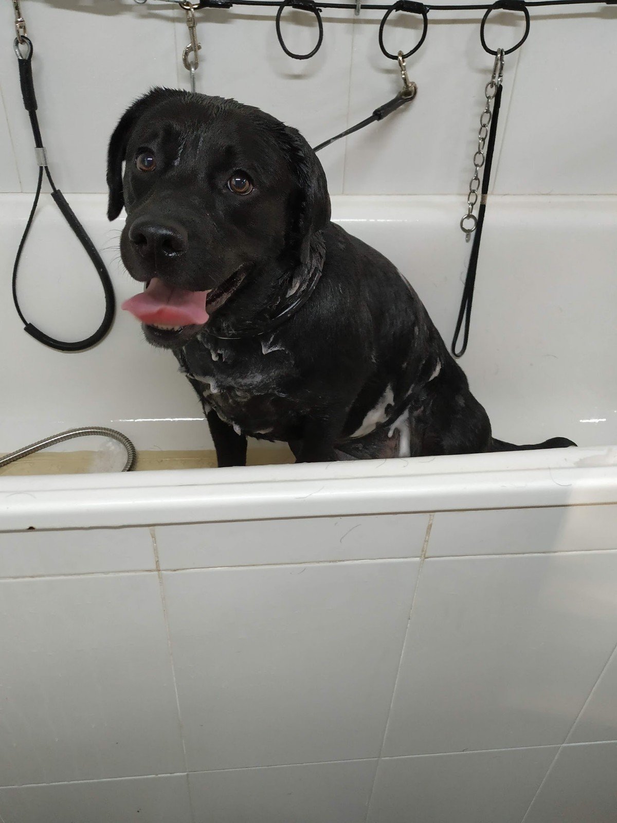 residencia canina veiga do ulla