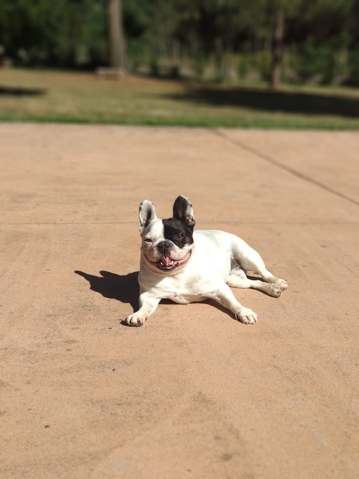 residencia canina veiga do ulla