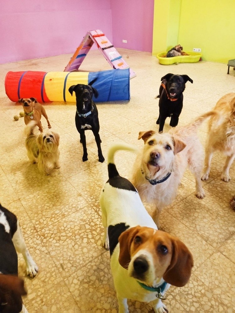 residencia canina mis mascotas