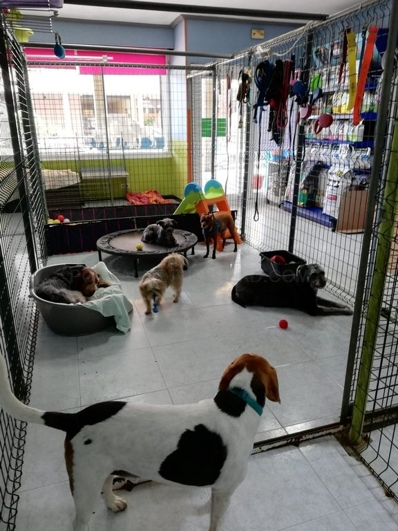 residencia canina mis mascotas