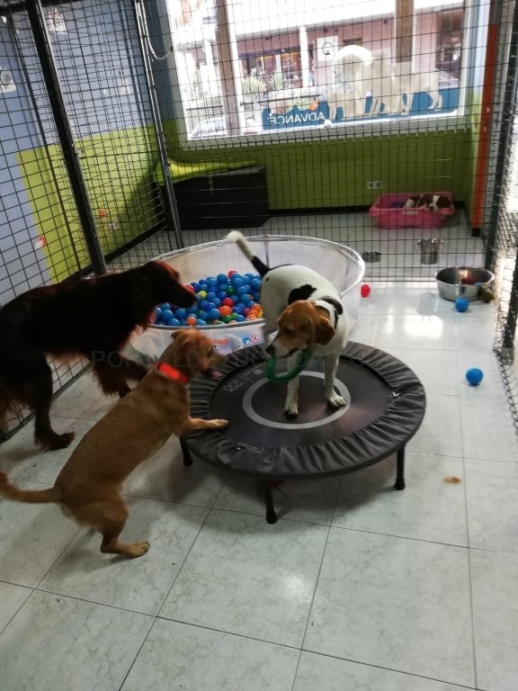 residencia canina mis mascotas