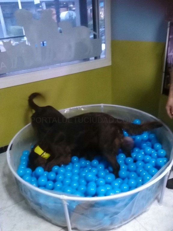 residencia canina mis mascotas