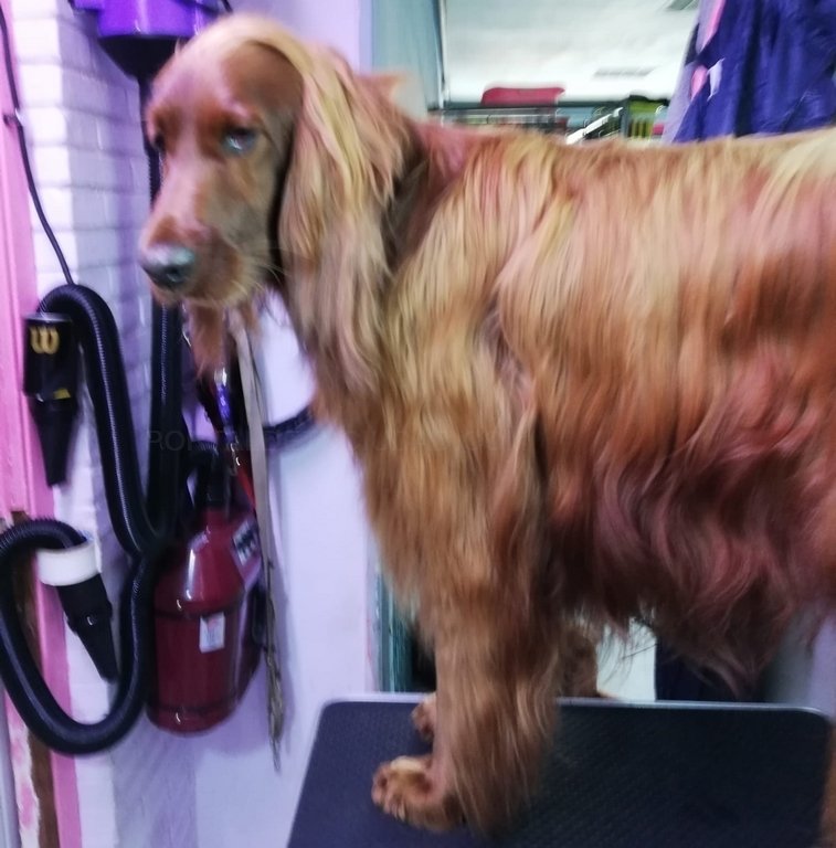 residencia canina mis mascotas