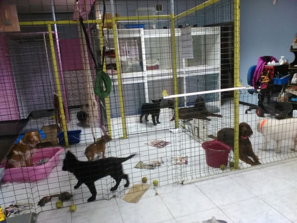 residencia canina mis mascotas