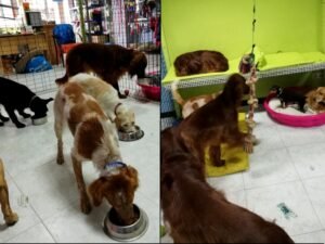 residencia canina mis mascotas