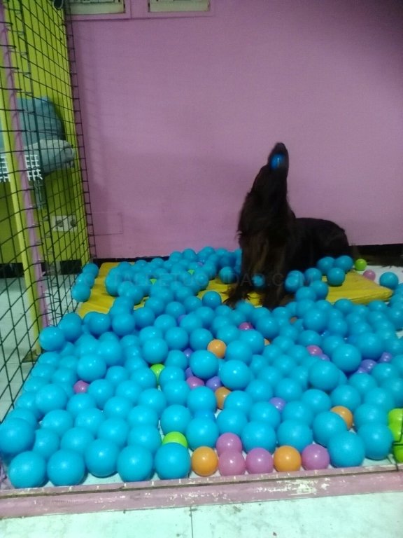 residencia canina mis mascotas