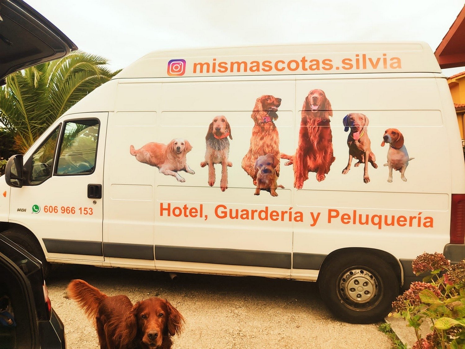 residencia canina mis mascotas