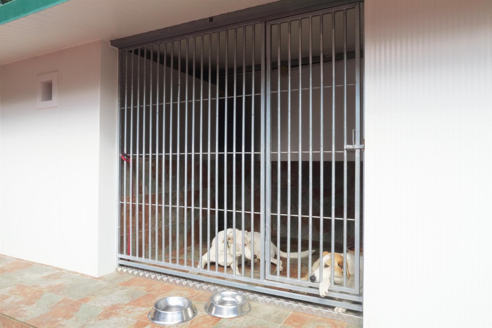 centro canino daponte