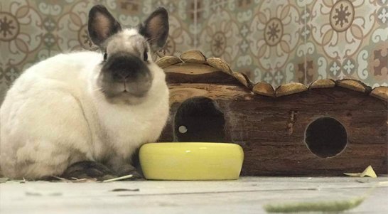 hotel de mascotas el bosque