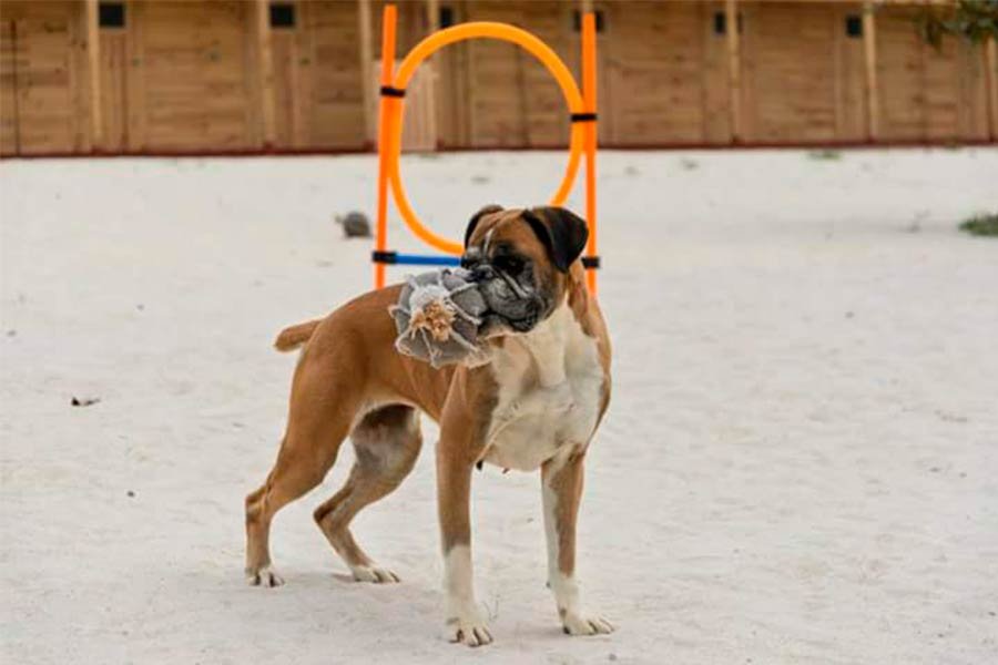 residencia canina la cabaña de la zarpa