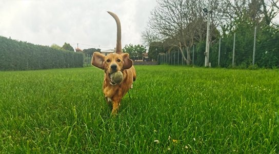hotel de mascotas el bosque