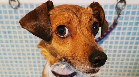 hotel de mascotas el bosque