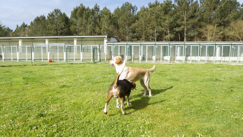 residencia canina do pazo