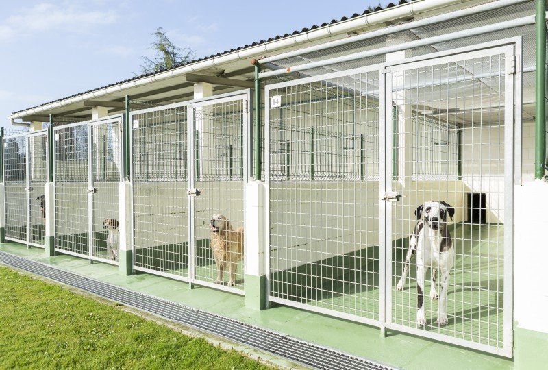 residencia canina do pazo