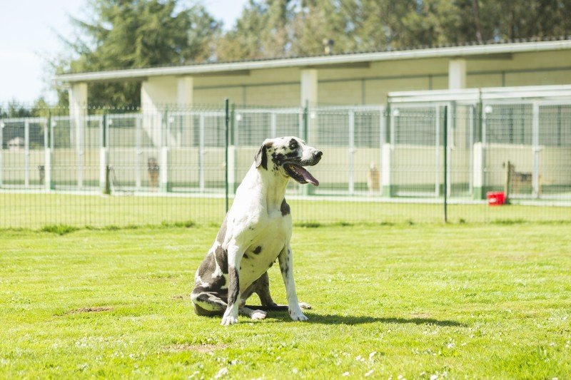 residencia canina do pazo