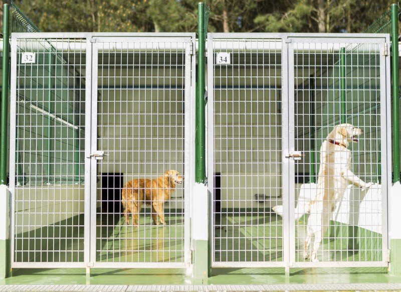 residencia canina do pazo