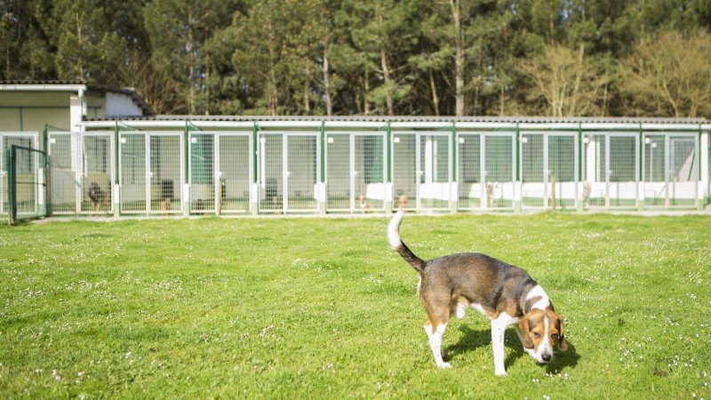 residencia canina do pazo