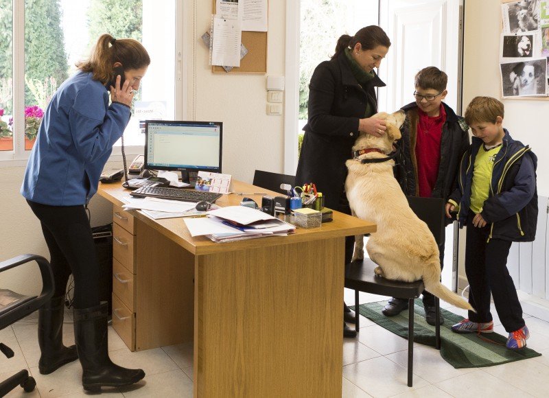 residencia canina do pazo