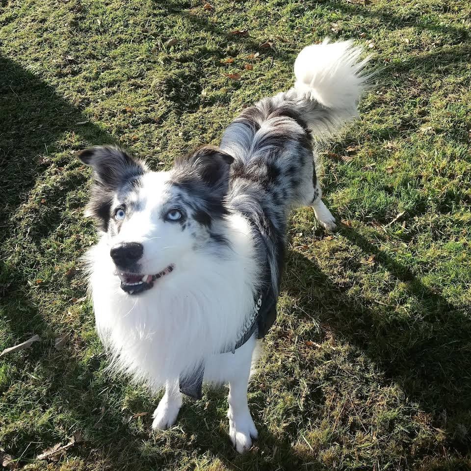 residencia canina red garden