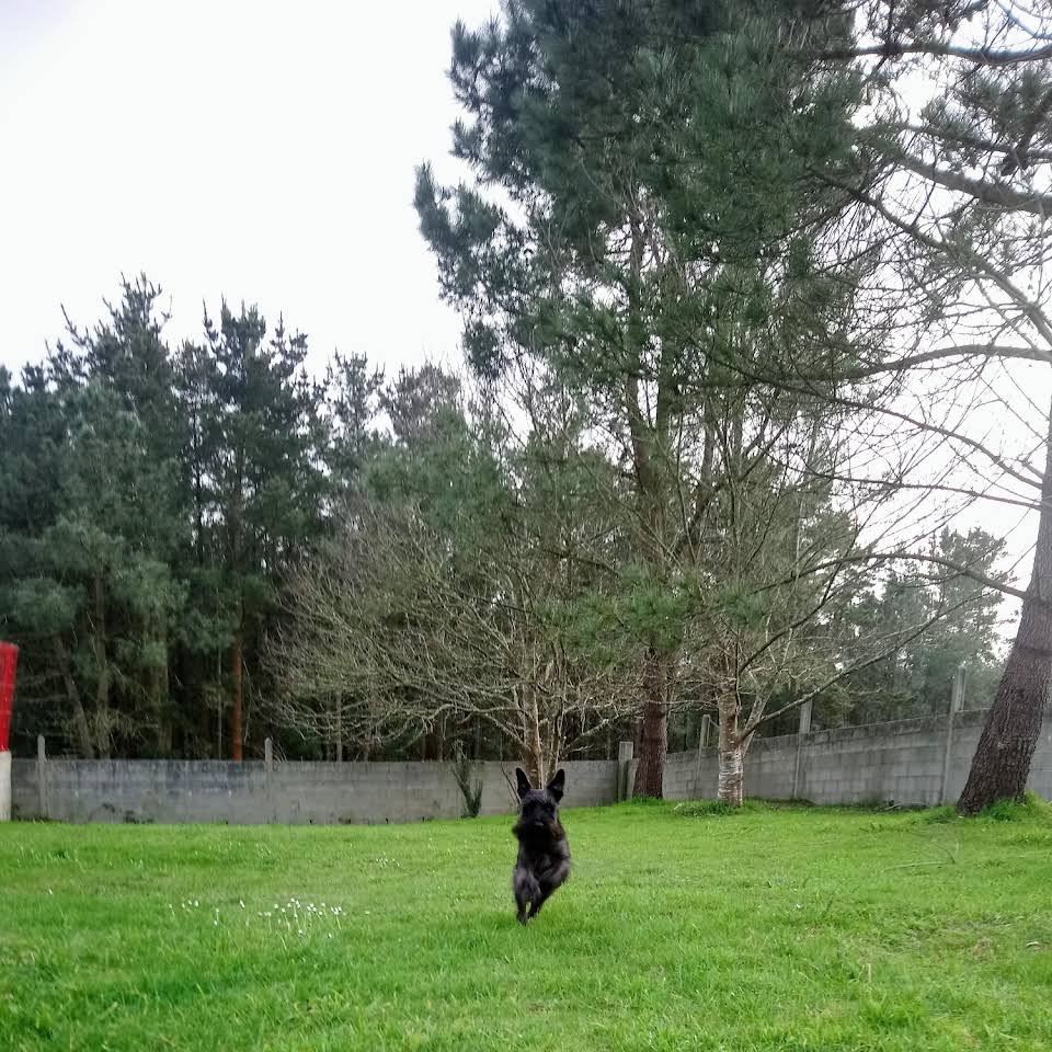 residencia canina red garden