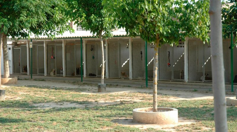 residencia canina borgescan