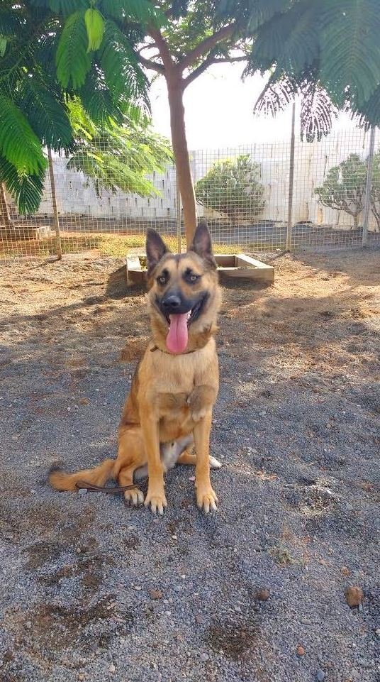 residencia canina tarazona