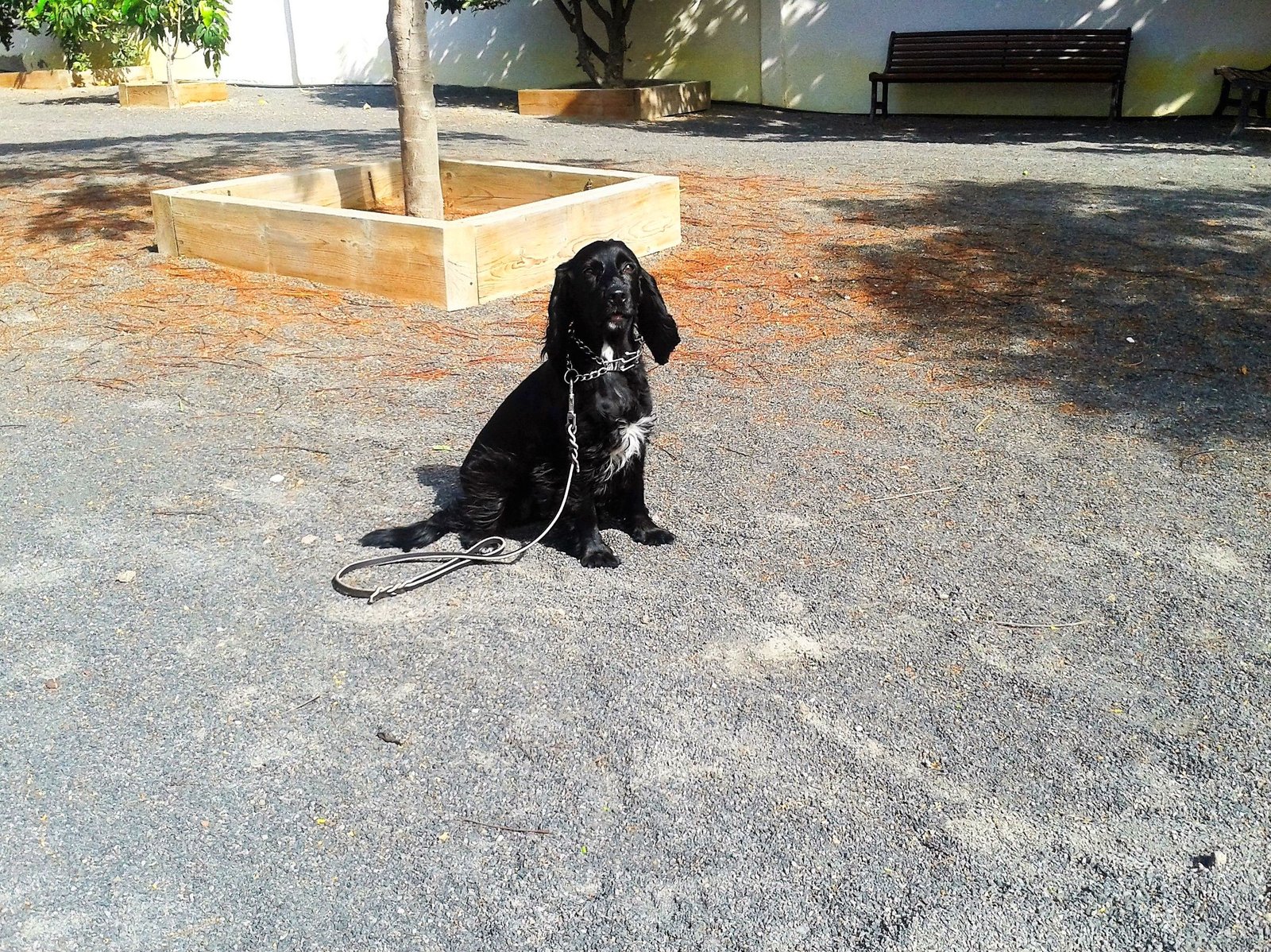 residencia canina tarazona