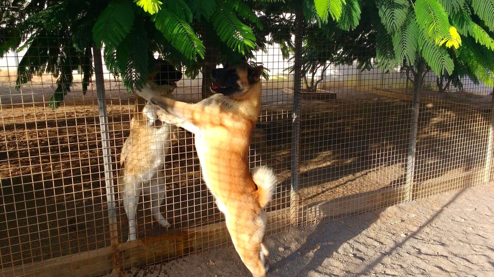 residencia canina tarazona
