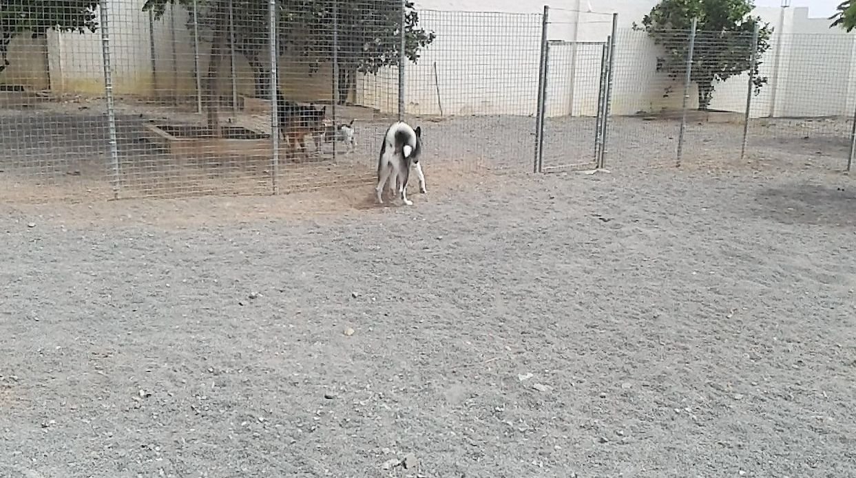 residencia canina tarazona