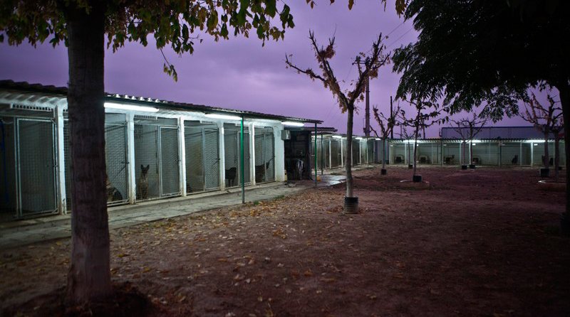 residencia canina borgescan