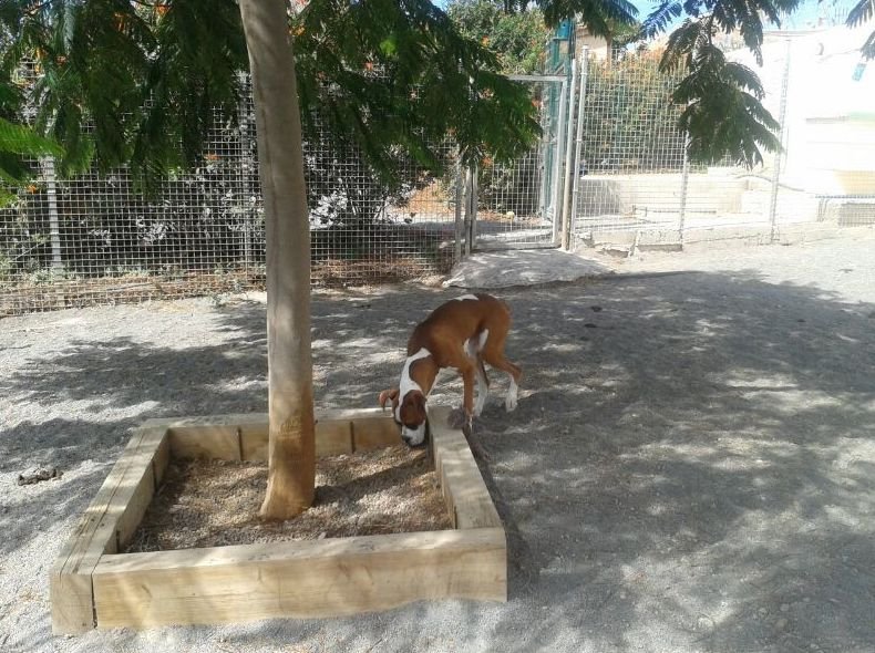 residencia canina tarazona