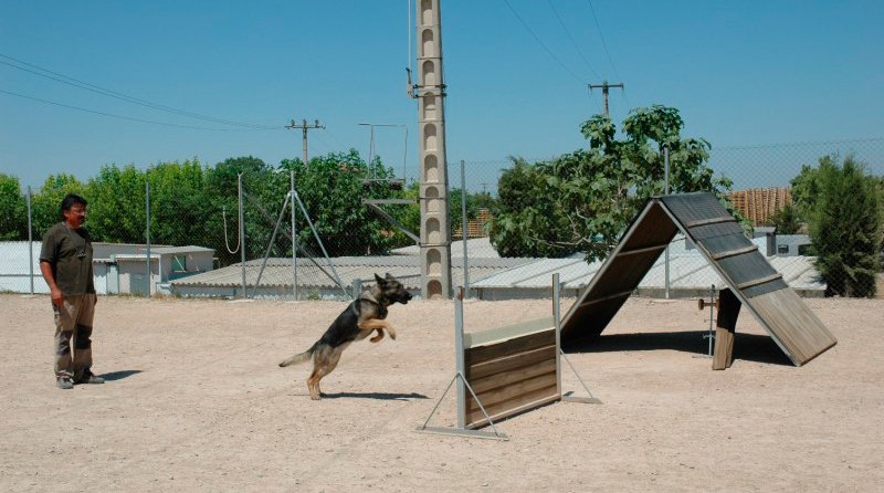 residencia canina borgescan