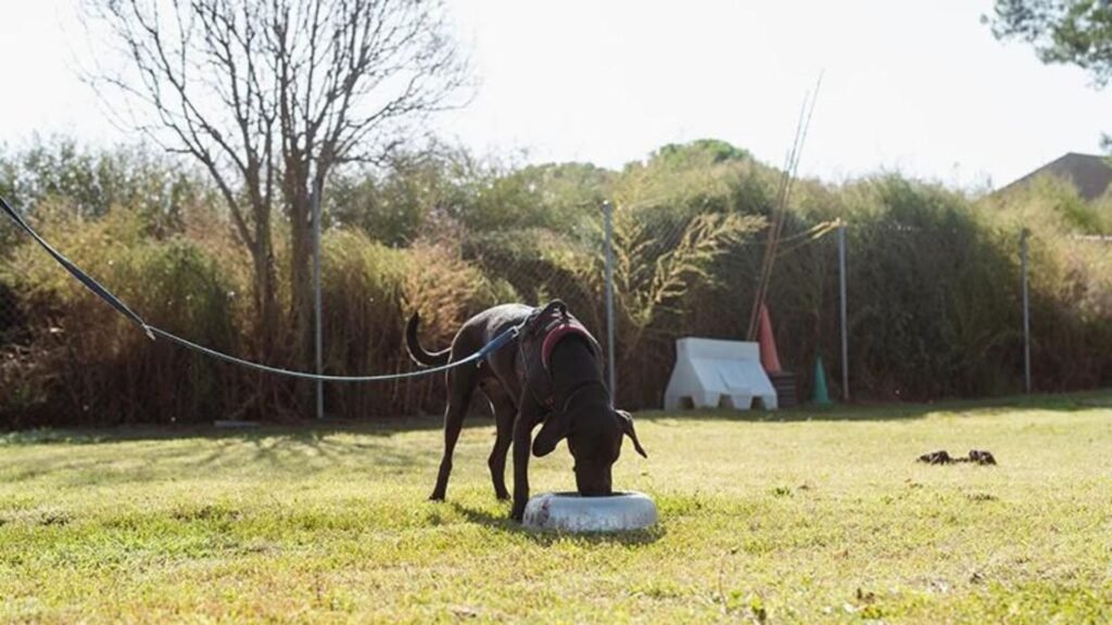 residencia canina wau