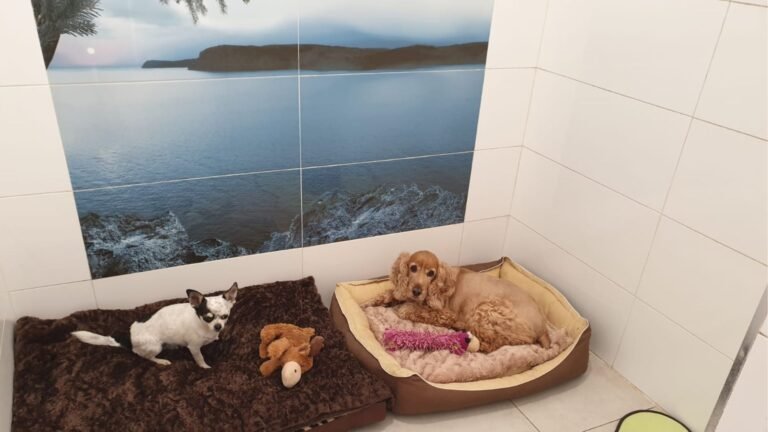 Hotel Canino Ábora – residencia canina en Las Palmas