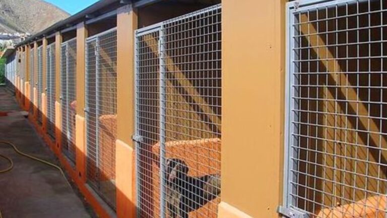 Residencia Canina Tarazona – residencia canina en Las Palmas